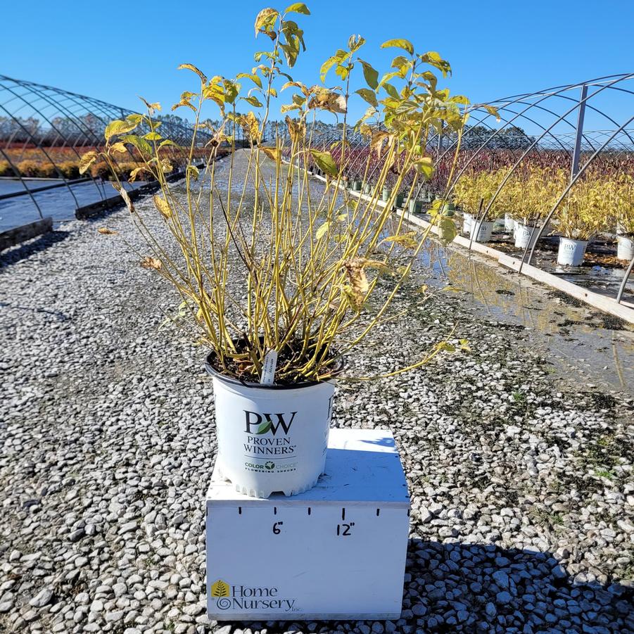 Cornus sericea Arctic Fire® Yellow