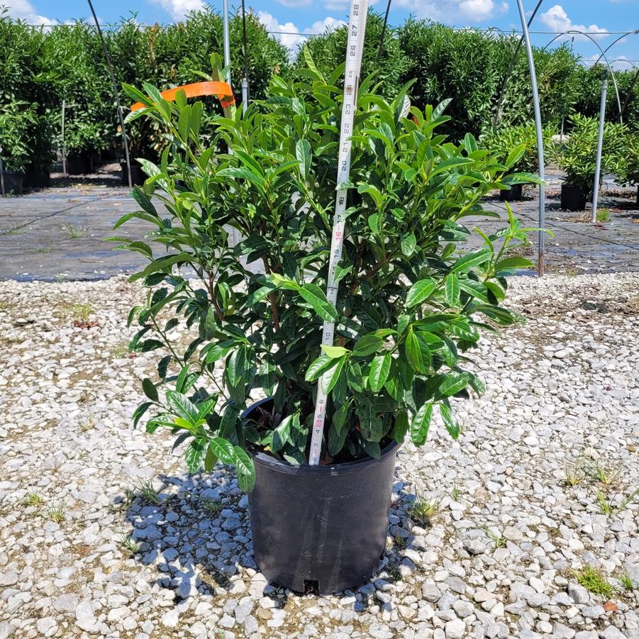 Prunus laurocerasus 'Chestnut Hill'