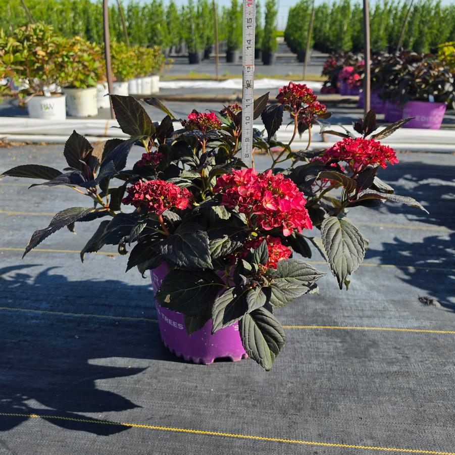 Hydrangea macrophylla Eclipse®
