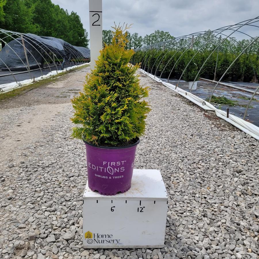 Thuja occidentalis Lemon Burst