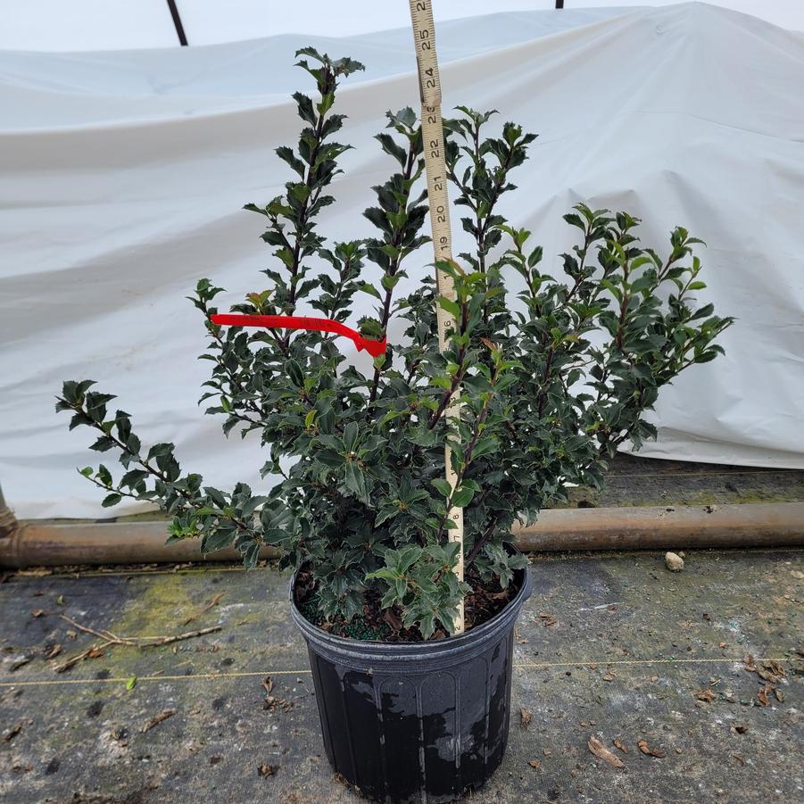 Ilex x meserveae 'Blue Princess'