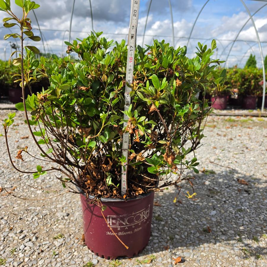 Rhododendron Azalea Encore Autumn Sunburst®