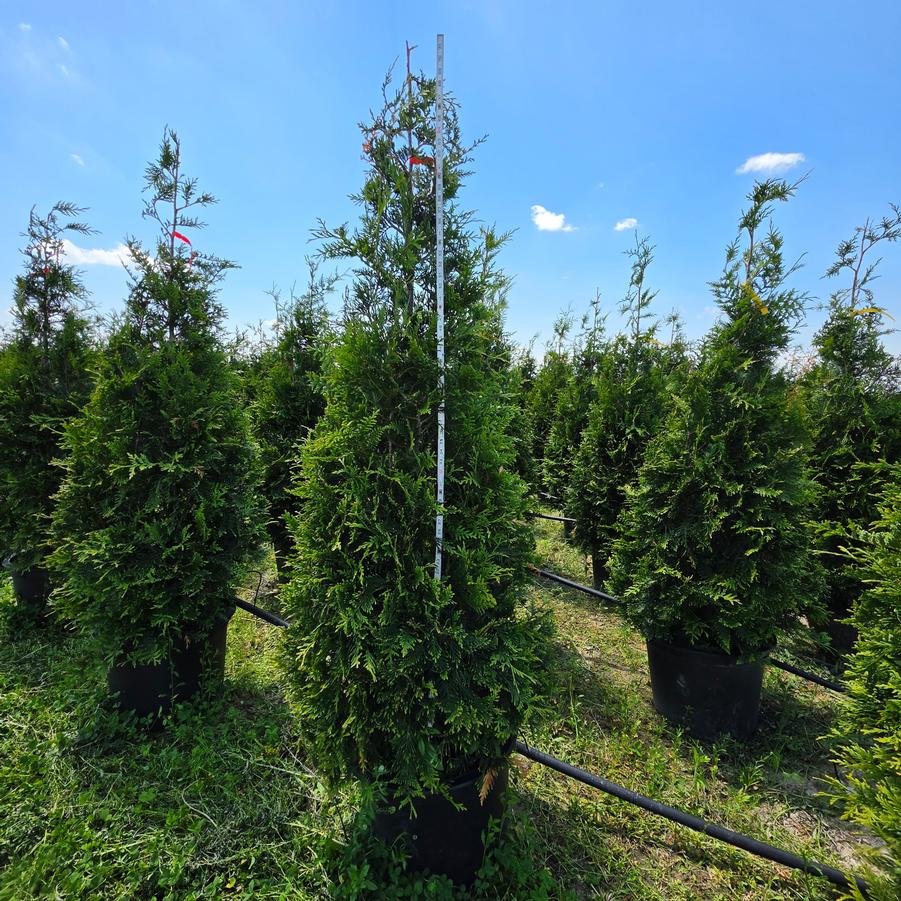Thuja x 'Green Giant'
