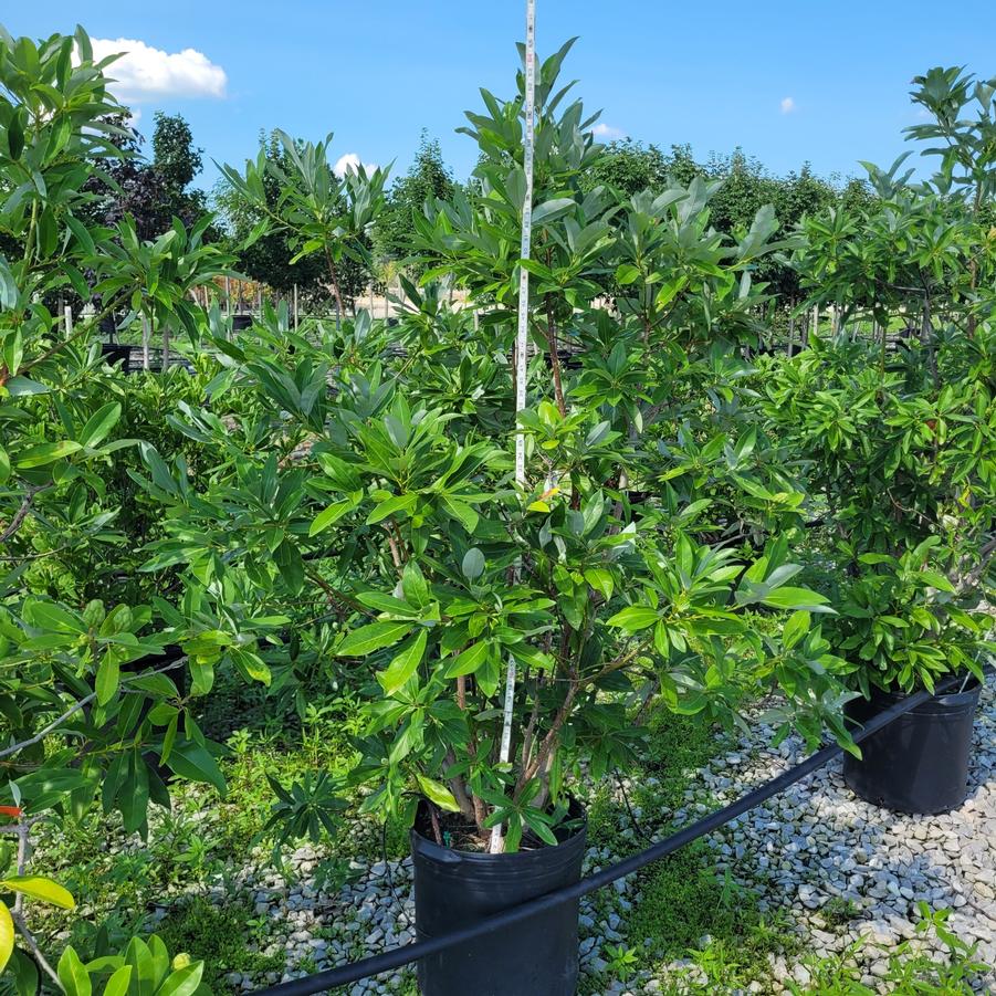 Magnolia virginiana Moonglow&reg;