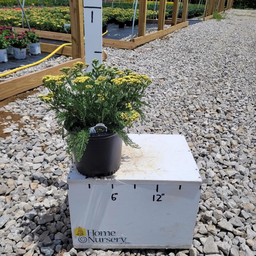 Achillea millefolium Milly Rock™ Yellow
