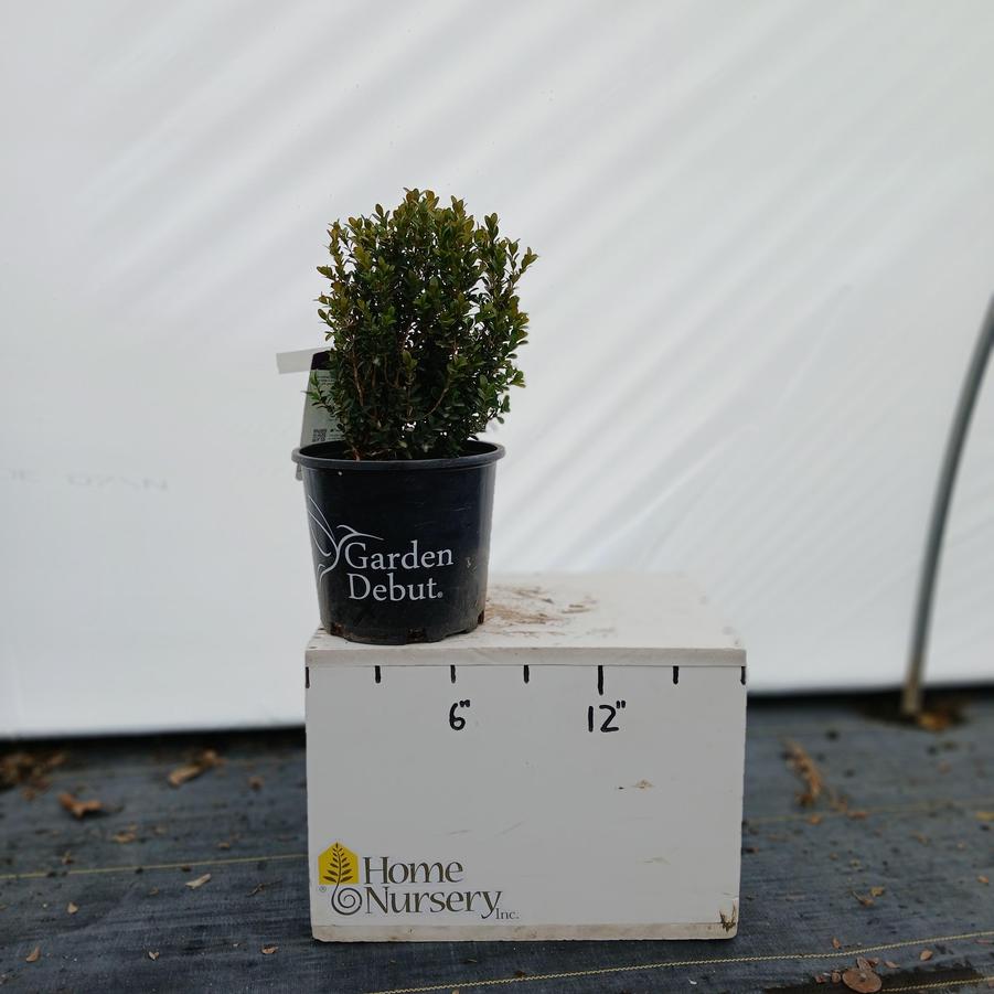 Buxus microphylla japonica Baby Gem™