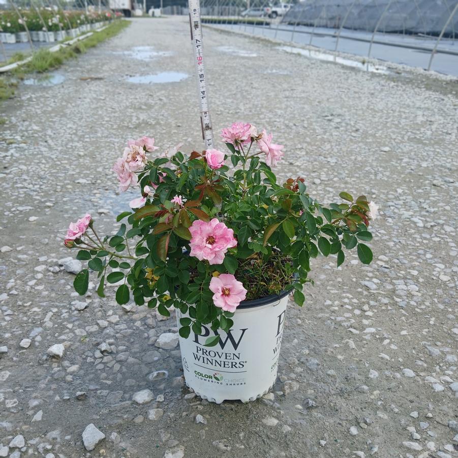 Rosa x Ringo® Double Pink