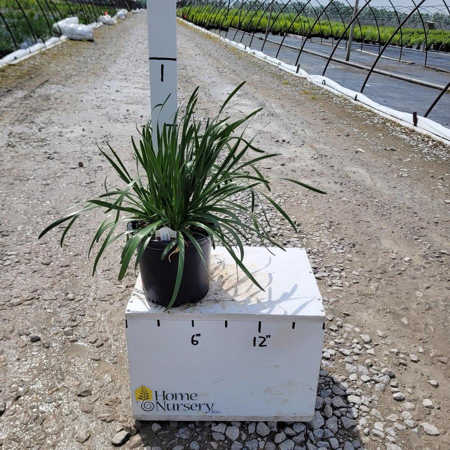 Allium x 'Millenium'