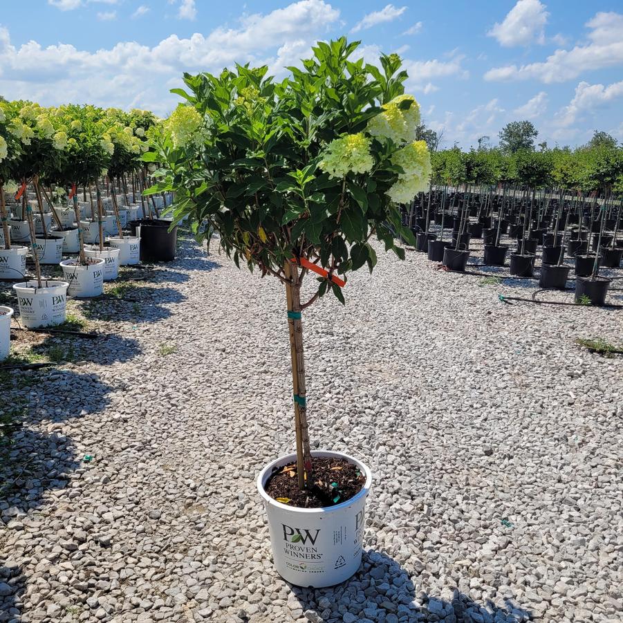 Hydrangea paniculata Limelight Prime® Tree