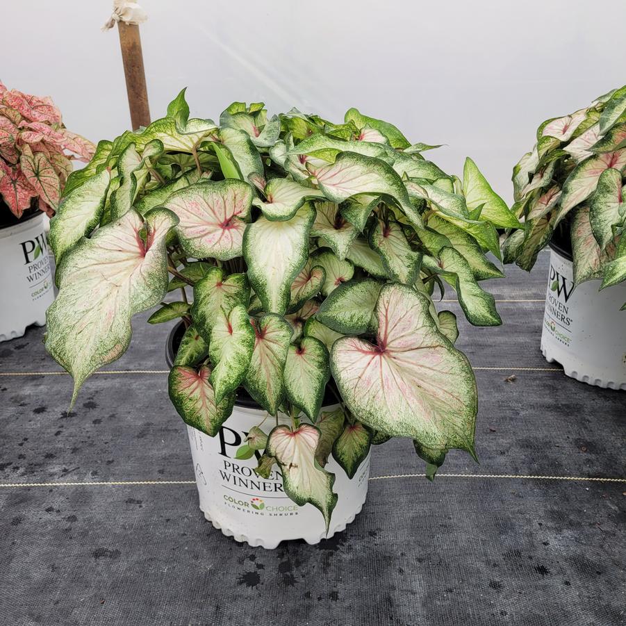 Caladium hortulanum Heart to Heart® 'White Wonder'
