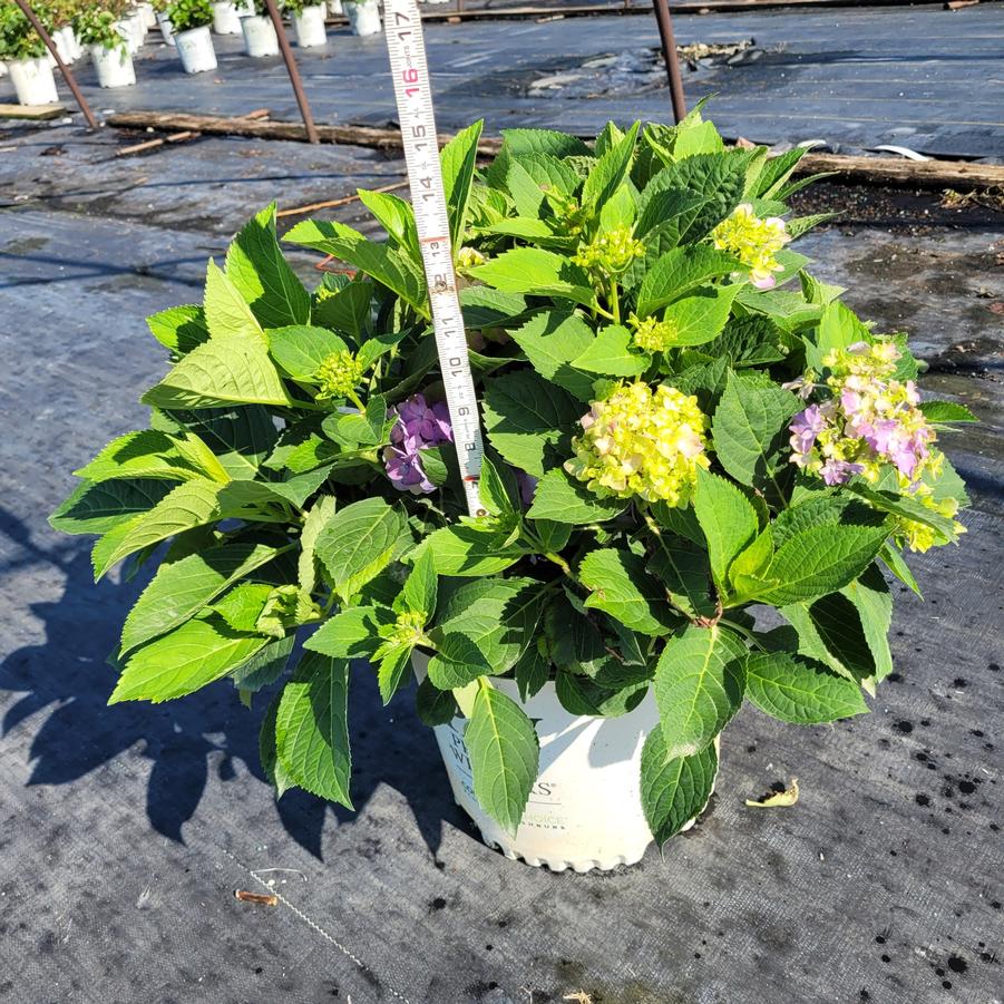 Hydrangea macrophylla Let's Dance&reg; Blue Jangles&reg;