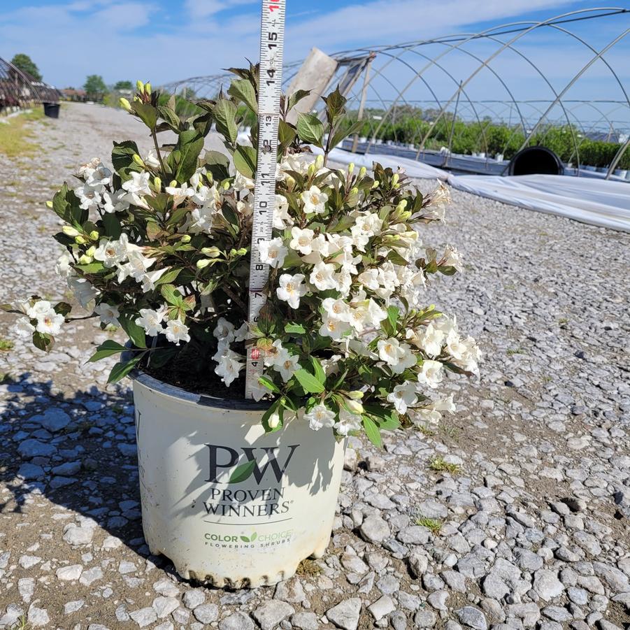 Weigela florida Wine & Spirits&reg;