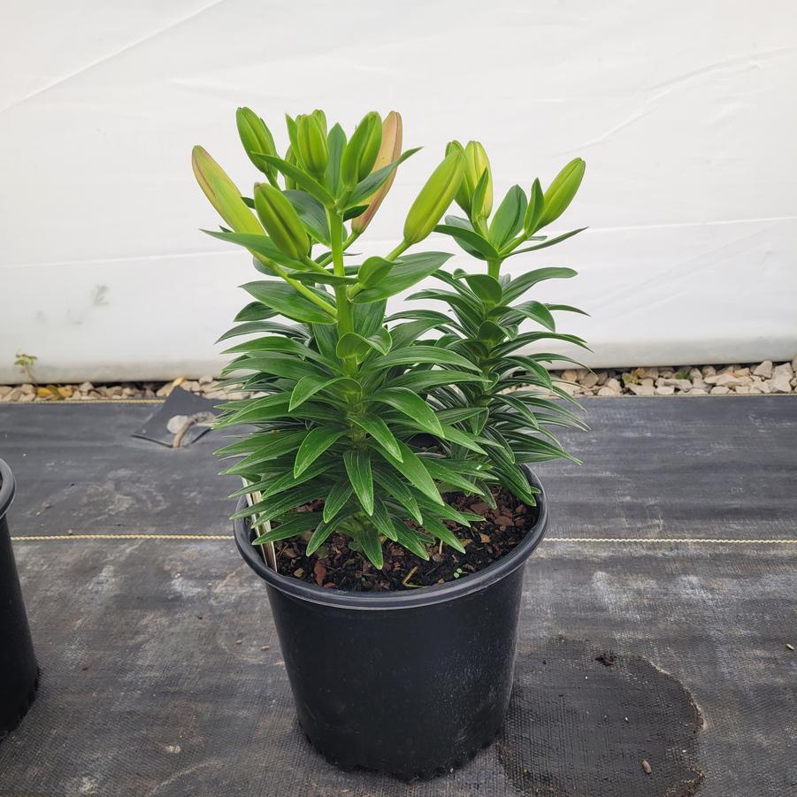 Lilium FantAsiatic® 'Pink'