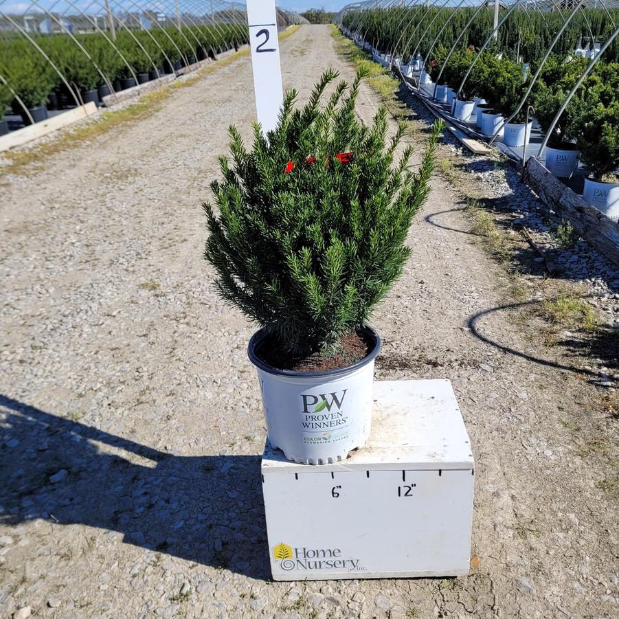 Taxus x media Stonehenge Dark Druid™