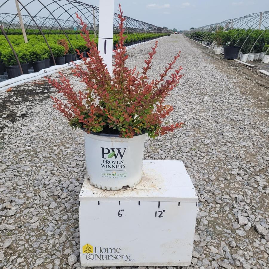 Berberis x Sunjoy® Tangelo