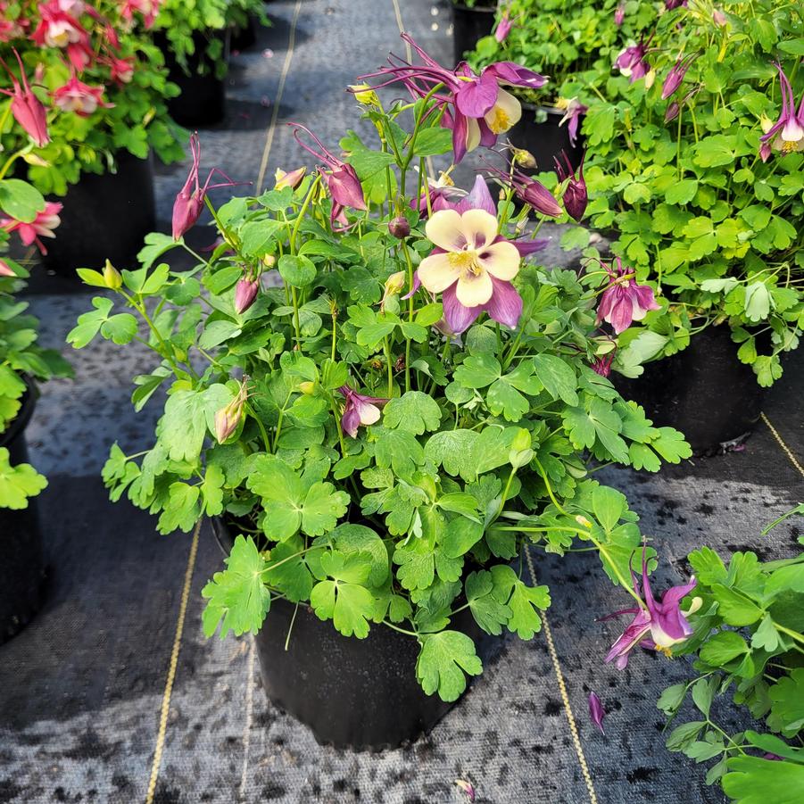 Aquilegia x Earlybird™ Purple Yellow