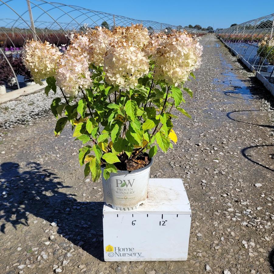 Hydrangea paniculata Puffer Fish™