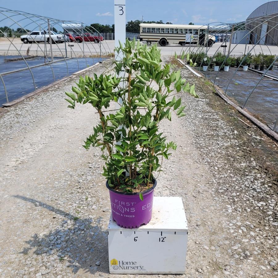 Wisteria macrostachya Summer Cascade™