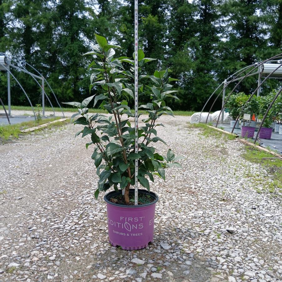 Syringa Virtual Violet®