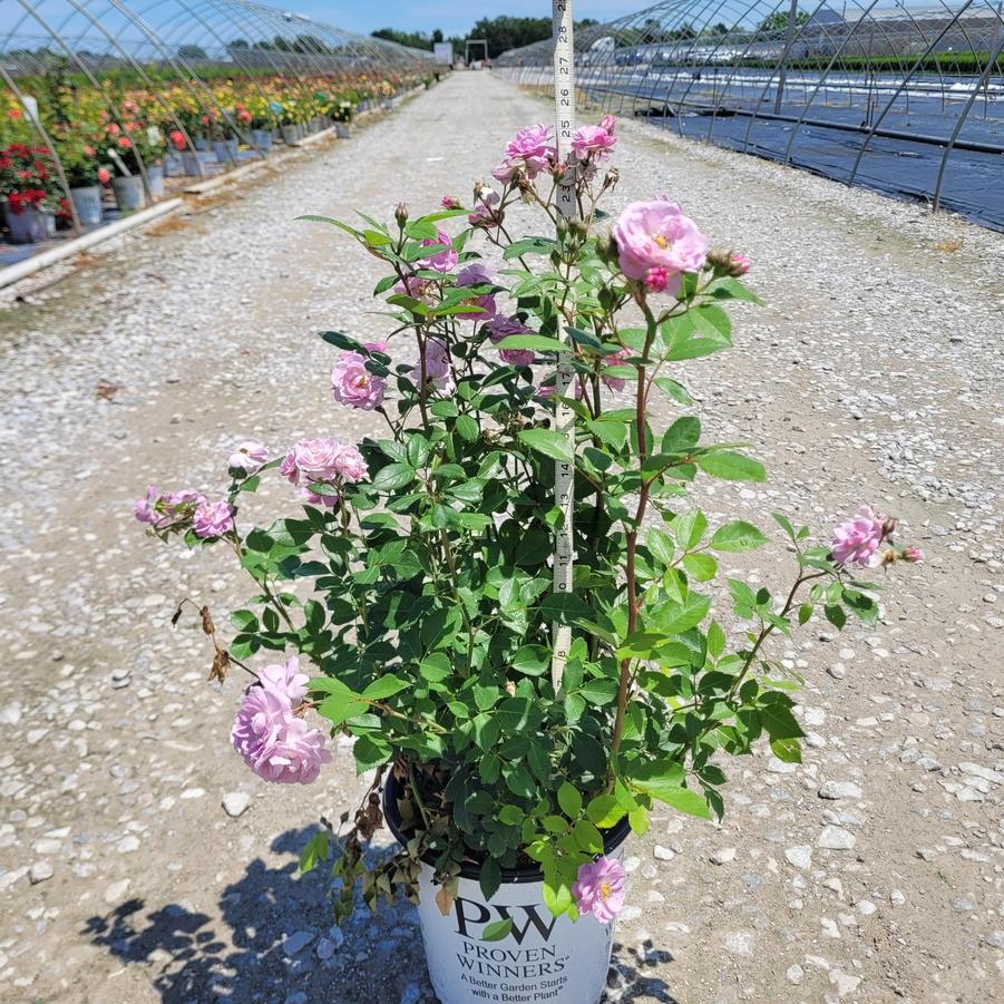 Rosa x Rise Up Lilac Days®