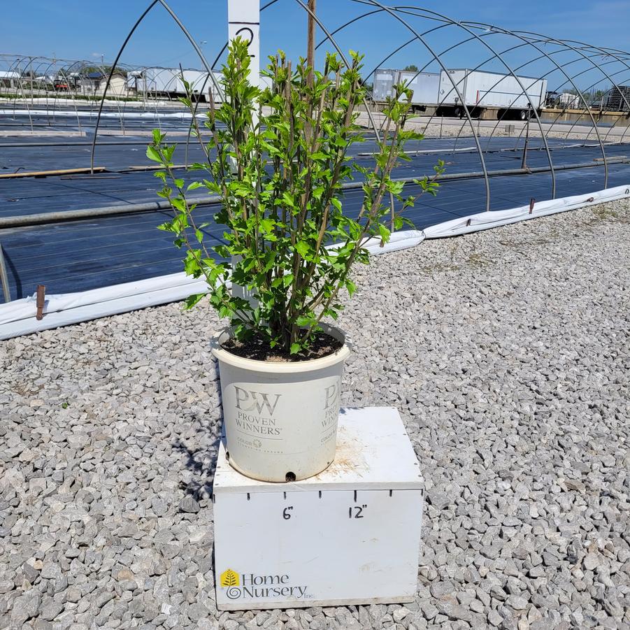 Hibiscus syriacus White Pillar®