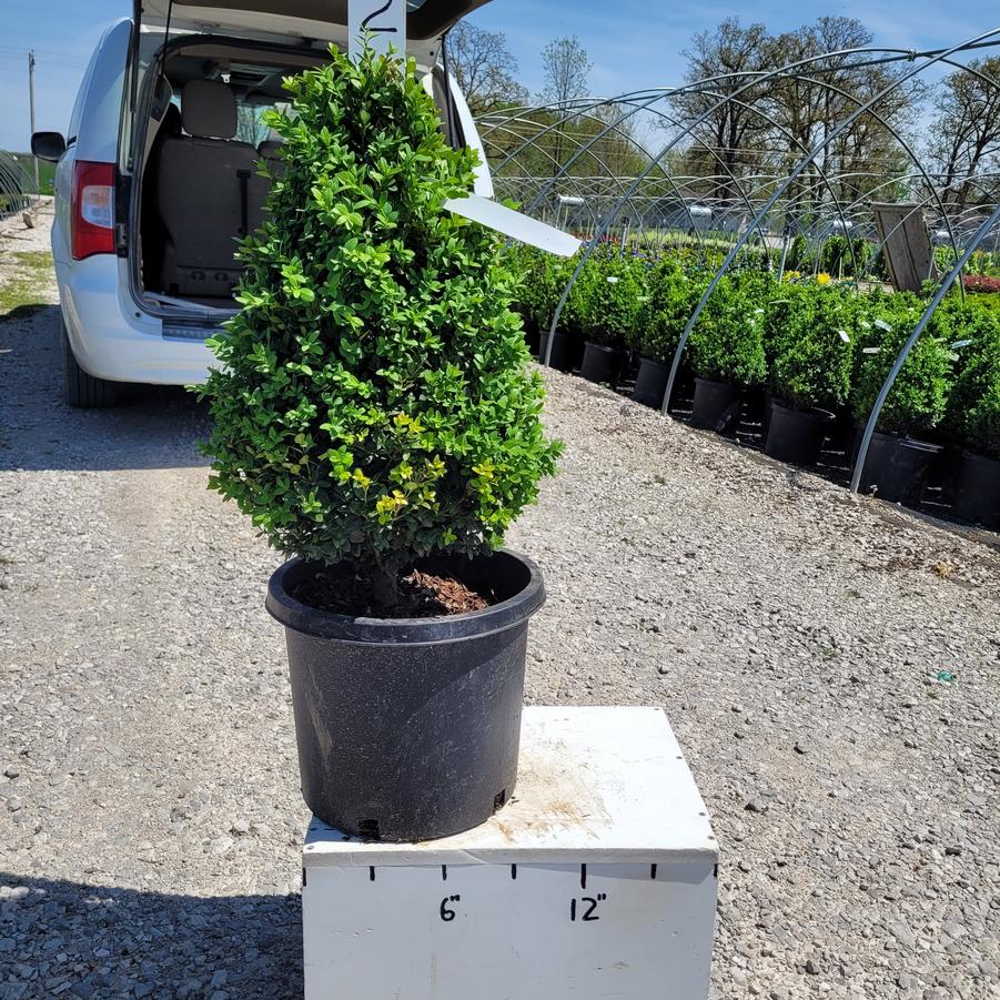Buxus x 'Green Mountain' Pyramidal
