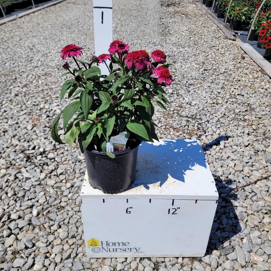 Echinacea x Double Scoop™ Watermelon Deluxe