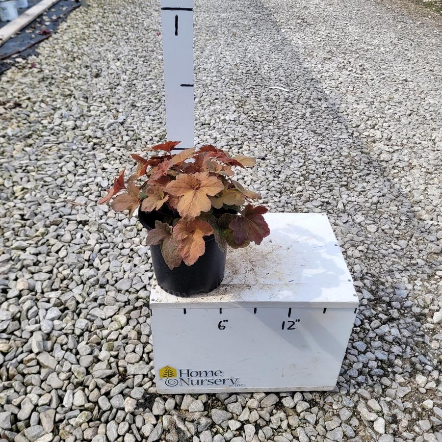 Heucherella 'Pumpkin Spice'
