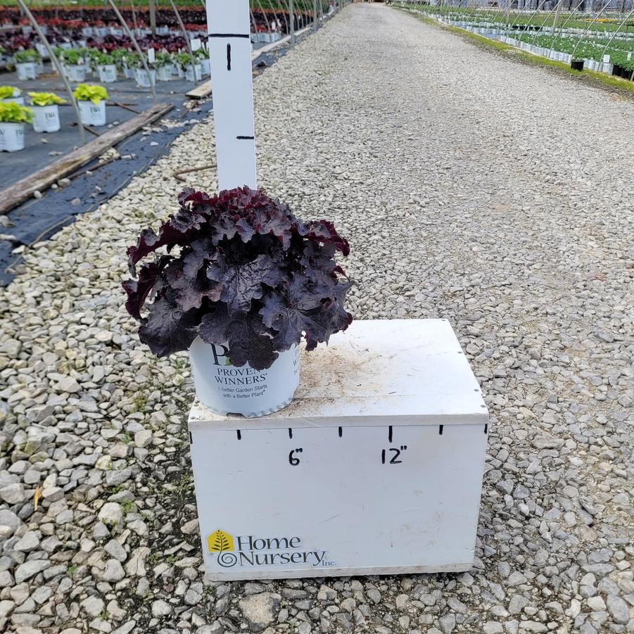Heuchera x Dressed Up® 'Evening Gown'