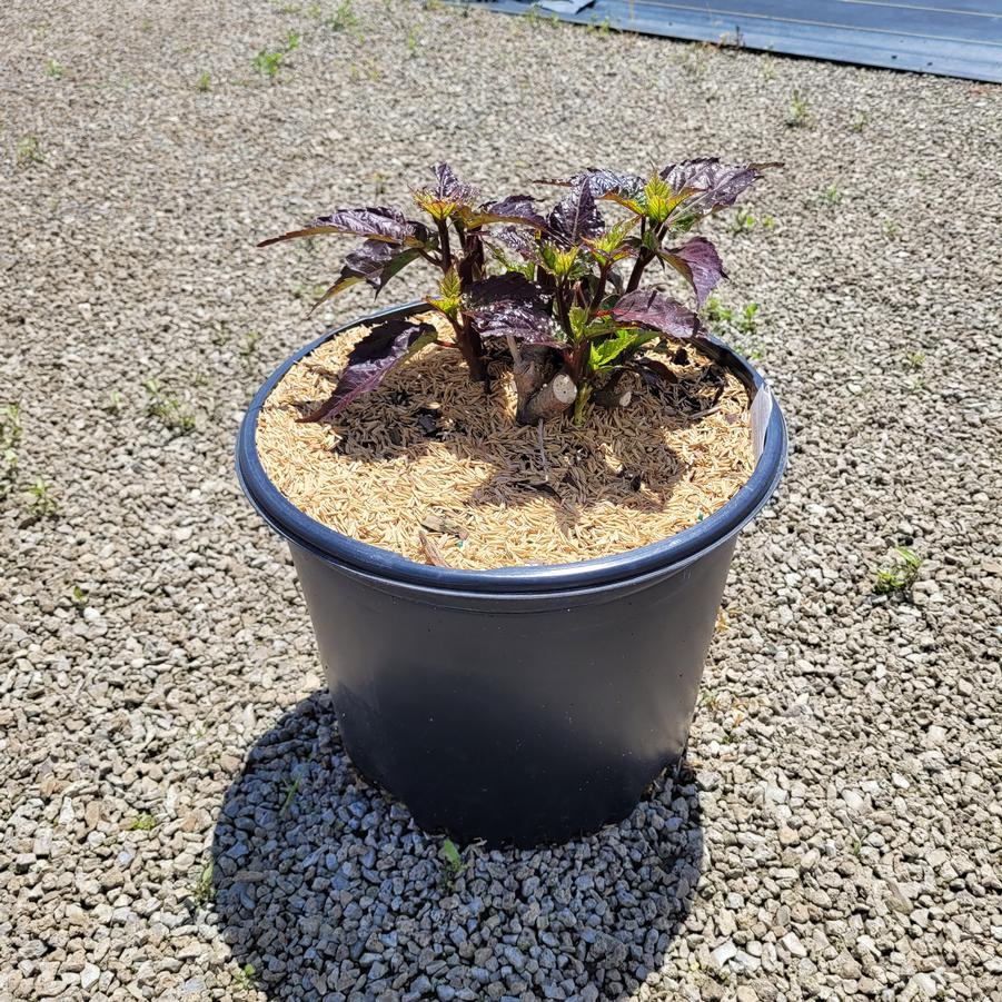 Hibiscus x 'Starry Starry Night'