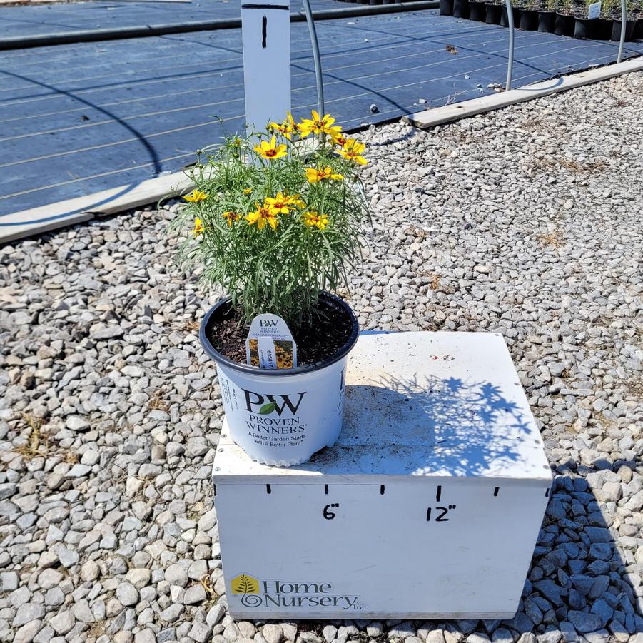 Coreopsis verticillata Designer Threads™'Golden Needles'
