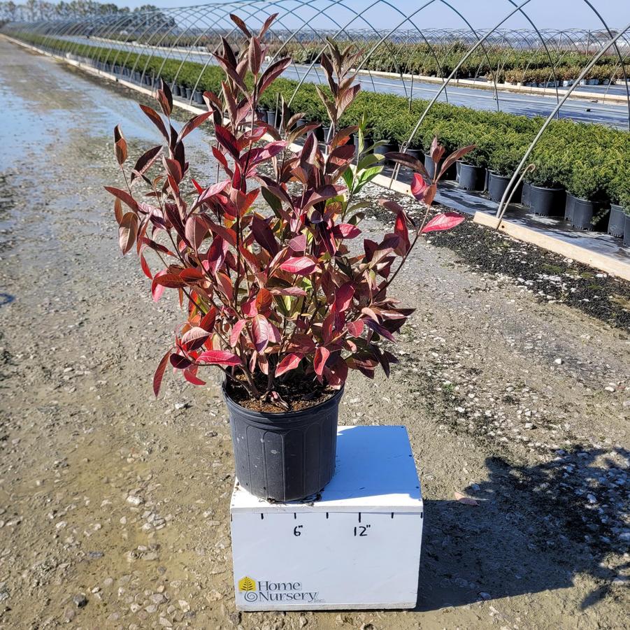 Viburnum nudum 'Winterthur'