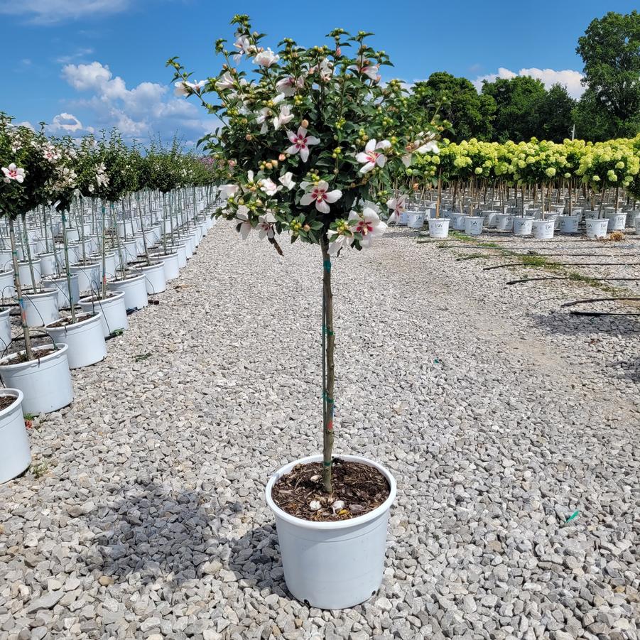 Hibiscus syriacus Lil' Kim™ Tree