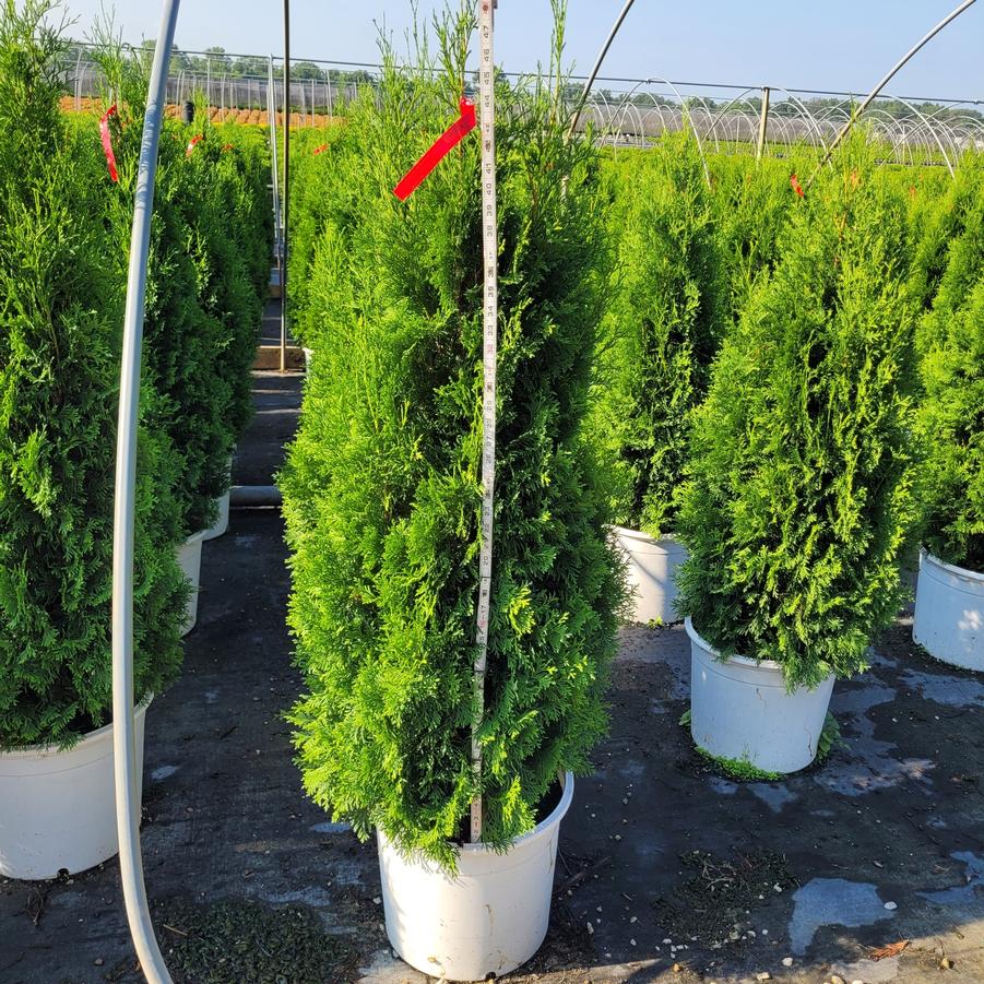 Thuja occidentalis North Pole&reg;