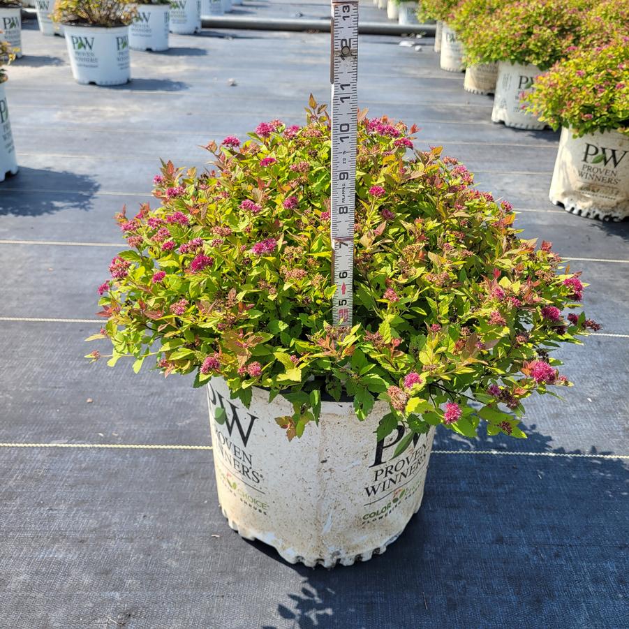 Spiraea japonica Double Play Dolly®