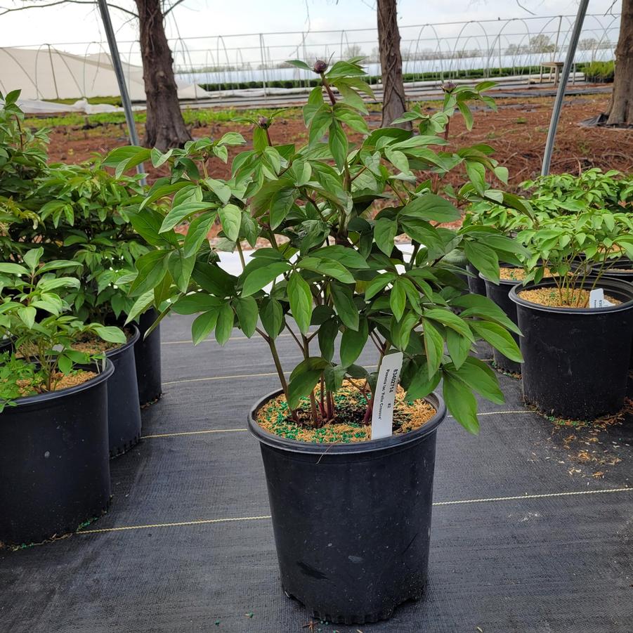 Paeonia lactiflora 'Felix Crousse'