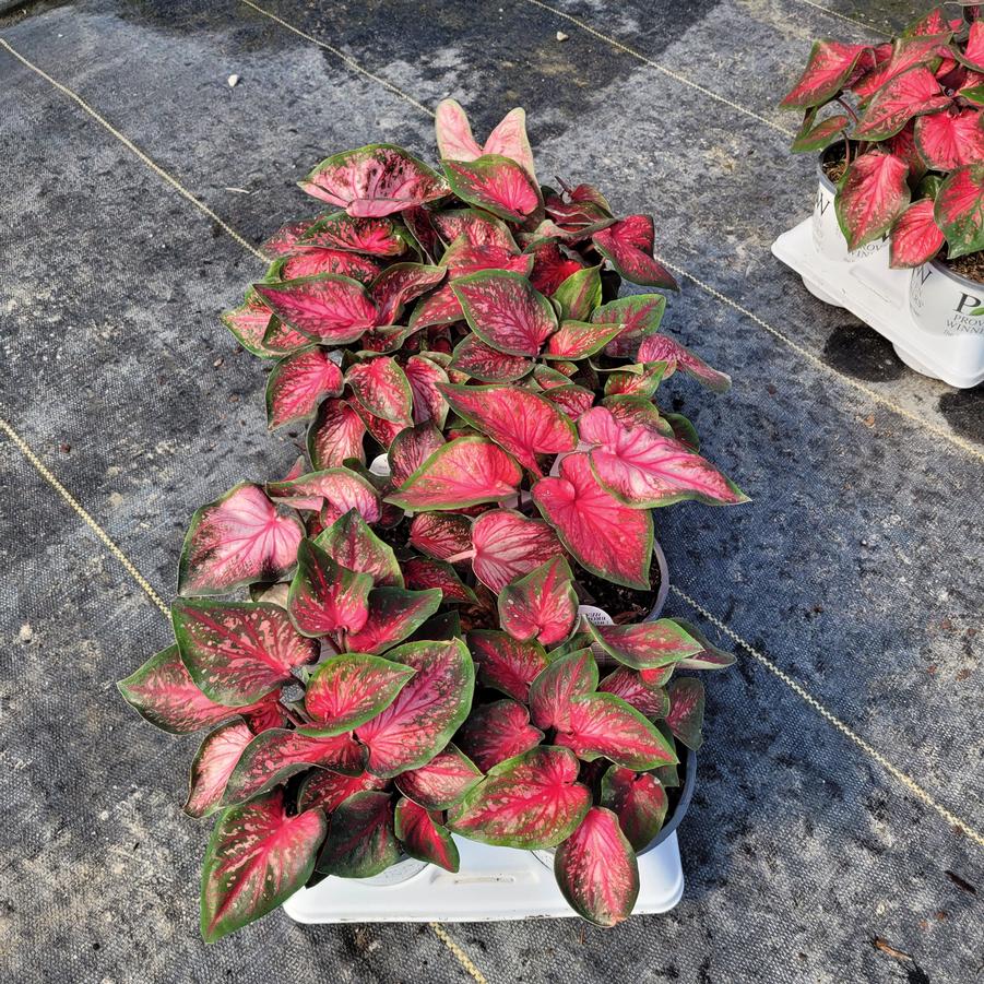 Caladium hortulanum Heart to Heart® 'Blushing Bride'