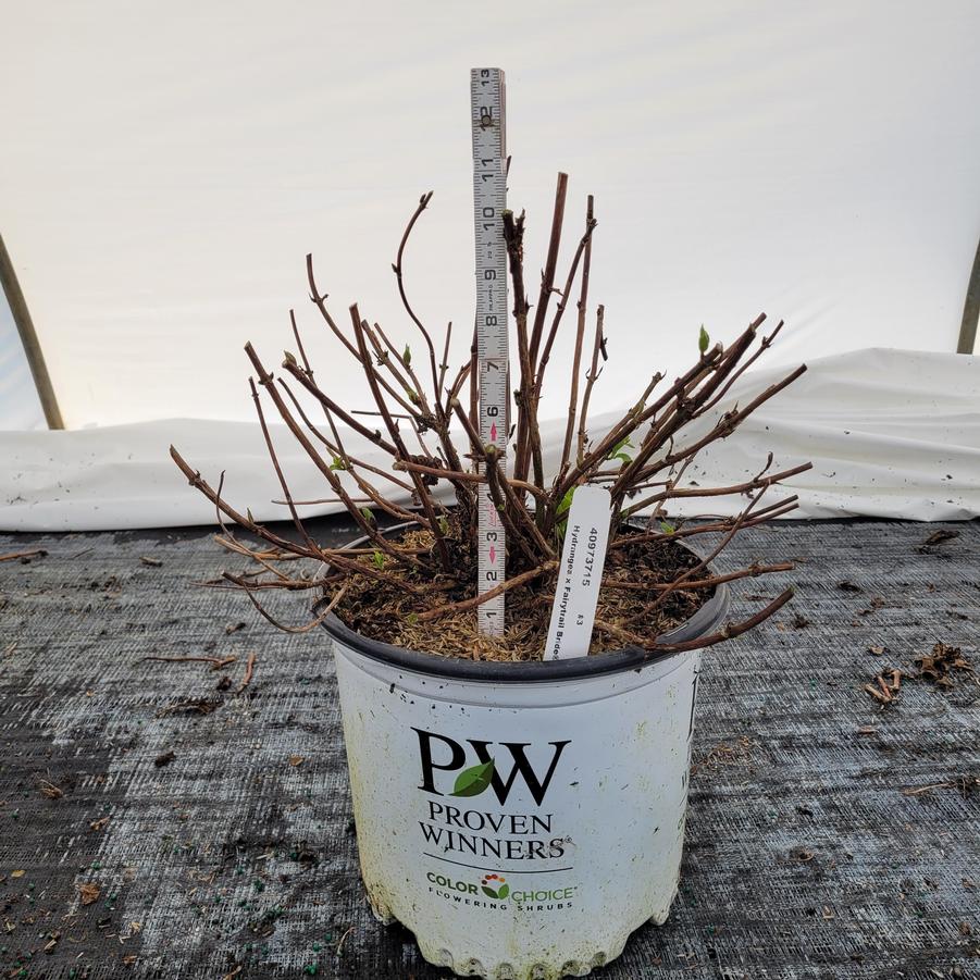 Hydrangea x Fairytrail Bride®Cascade Hydrangea®