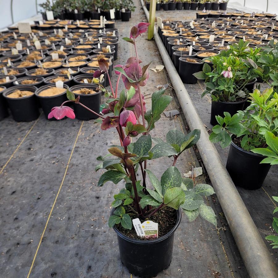 Helleborus x Frostkiss® Anna's Red