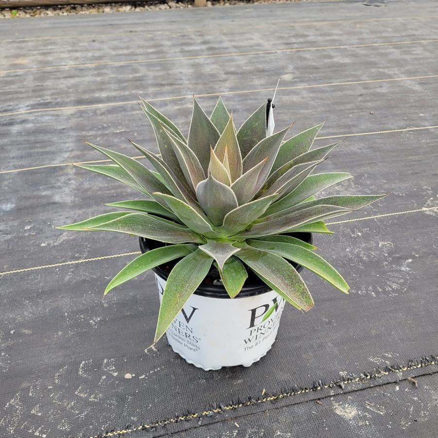 Mangave x Mangave x Art & Sol™ Lavender Lady