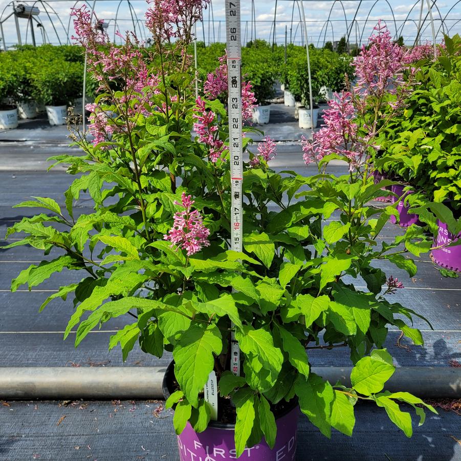 Syringa x Pinktini™
