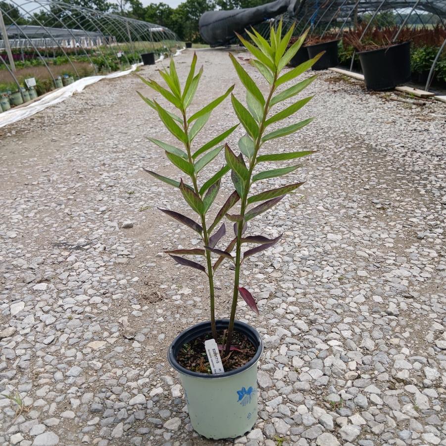 Asclepias incarnata 