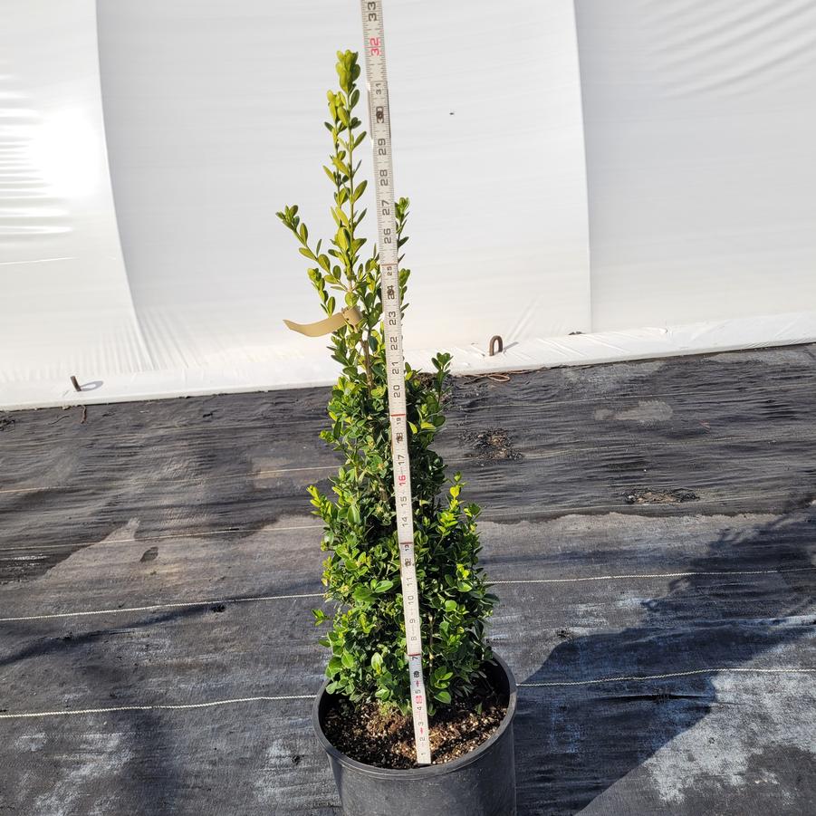 Buxus sempervirens Green Pillar