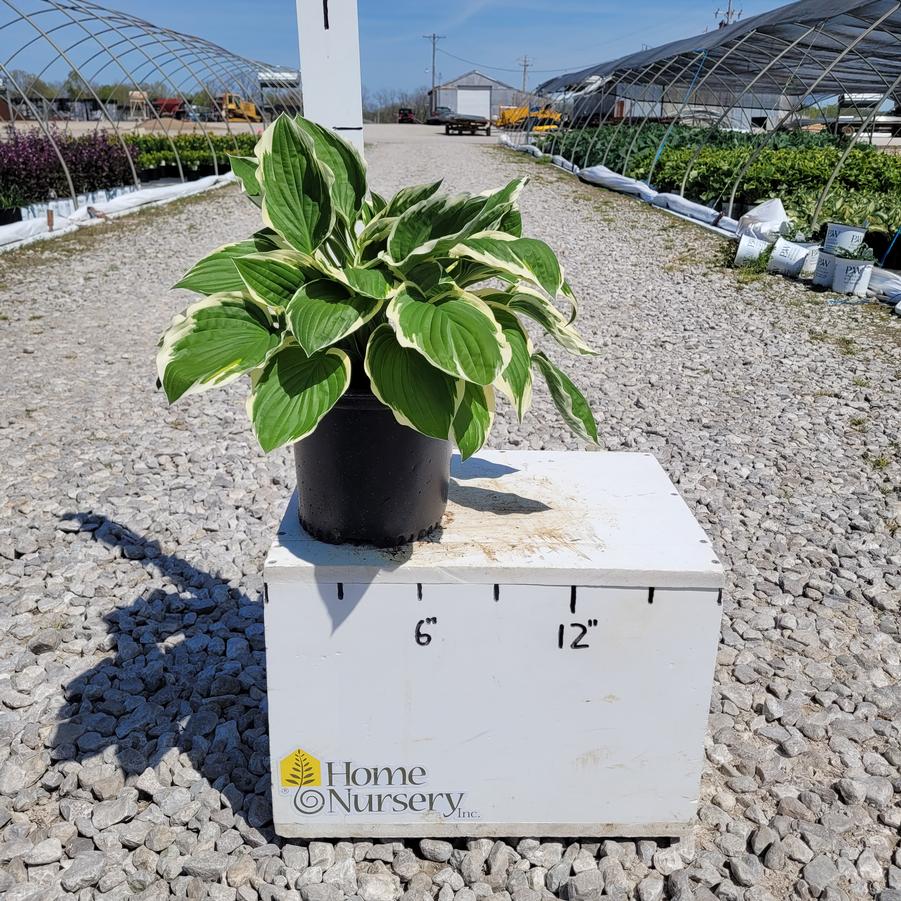 Hosta x 'Francee'