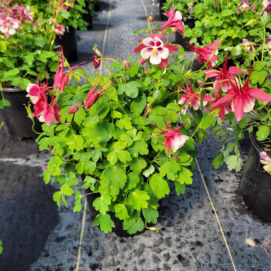 Aquilegia x Earlybird™ Red White