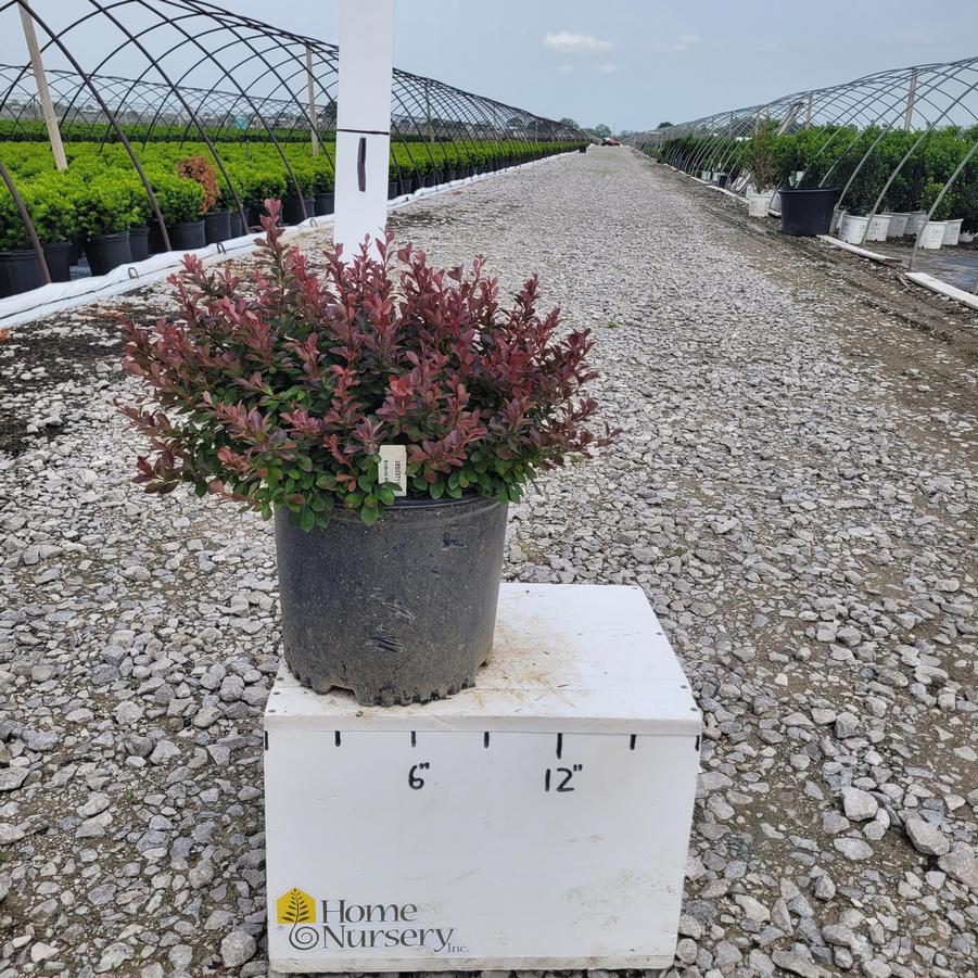 Berberis thunbergii 'Crimson Pygmy'