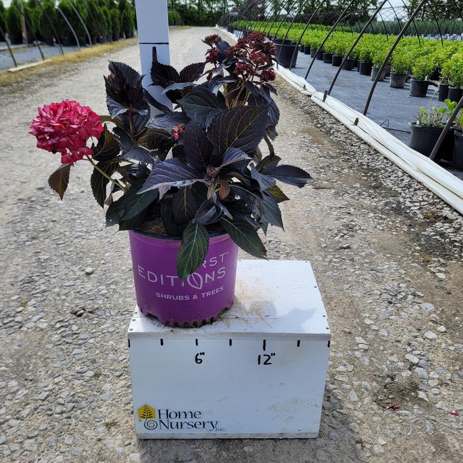Hydrangea macrophylla Eclipse®