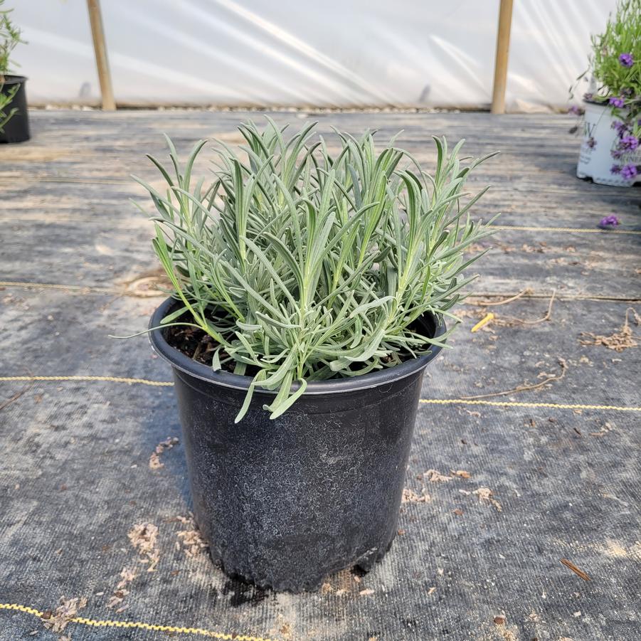 Lavandula x intermedia Phenomenal