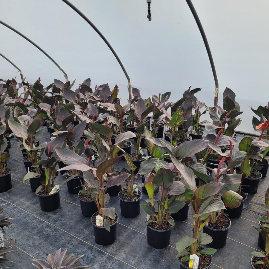 Canna Cannova® Casa Bronze Peach