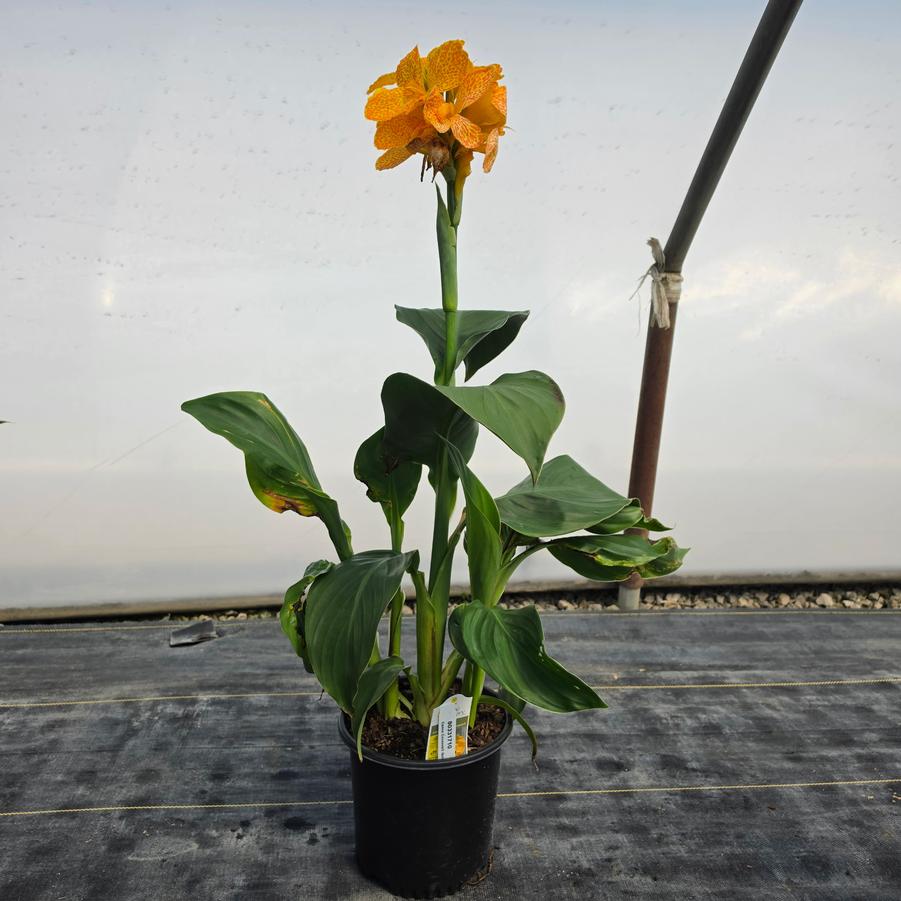 Canna Cannova® Golden Leopard